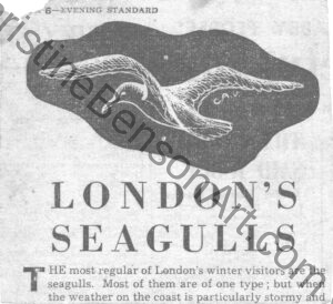 Seagull, illustration for the London Evening Standard 1946